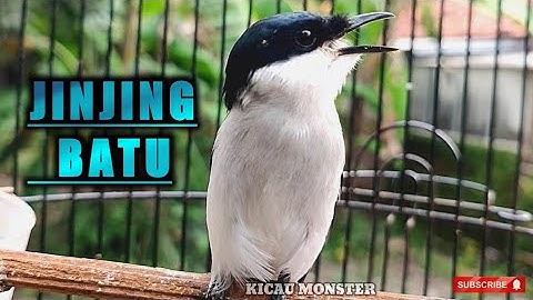 Pancingan Suara Burung jinjing batu
