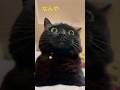 最後に耳が隠れてドラえもんみたいになる黒猫　　　#shorts #blackcat #黒猫 #くろねこ #おすすめ #cat #ねこ #かわいい猫 #ミヌエット