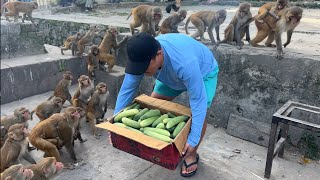 Monkey eat 30 kilogram cucumber with in a minute || feeding hungry monkey and dogs