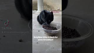 Neighbor Kitty is back! I love her so much! #catvideos #cats #catshorts #fyp #viral #kitty #stray