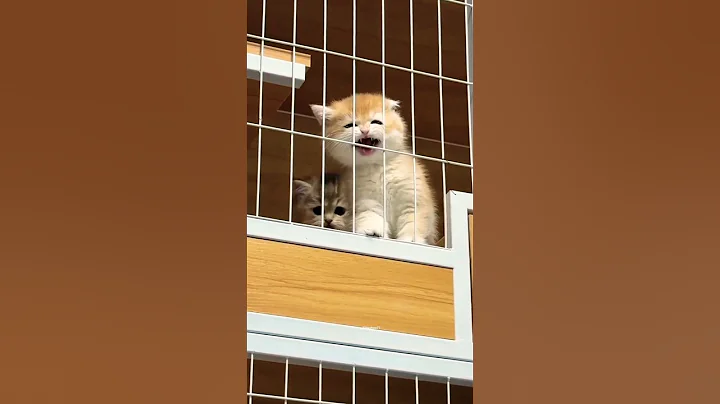 Video 11815511: cat kitten meow cutecats, catlover cats kittycat, funnycats catlove kittycat, kitty catlover funnycats, kitty catlover cats funny