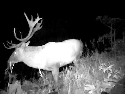 ირემი თუშეთის ეროვნულ პარკში | Deer at Tusheti National Park