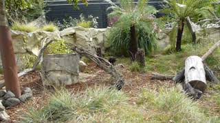 Tasmanian devils and their enclosure screenshot 2