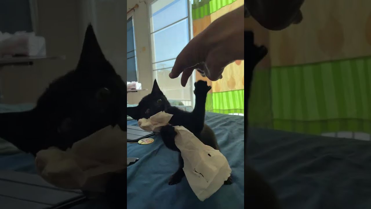 小猫今天很有活力，一直在玩耍