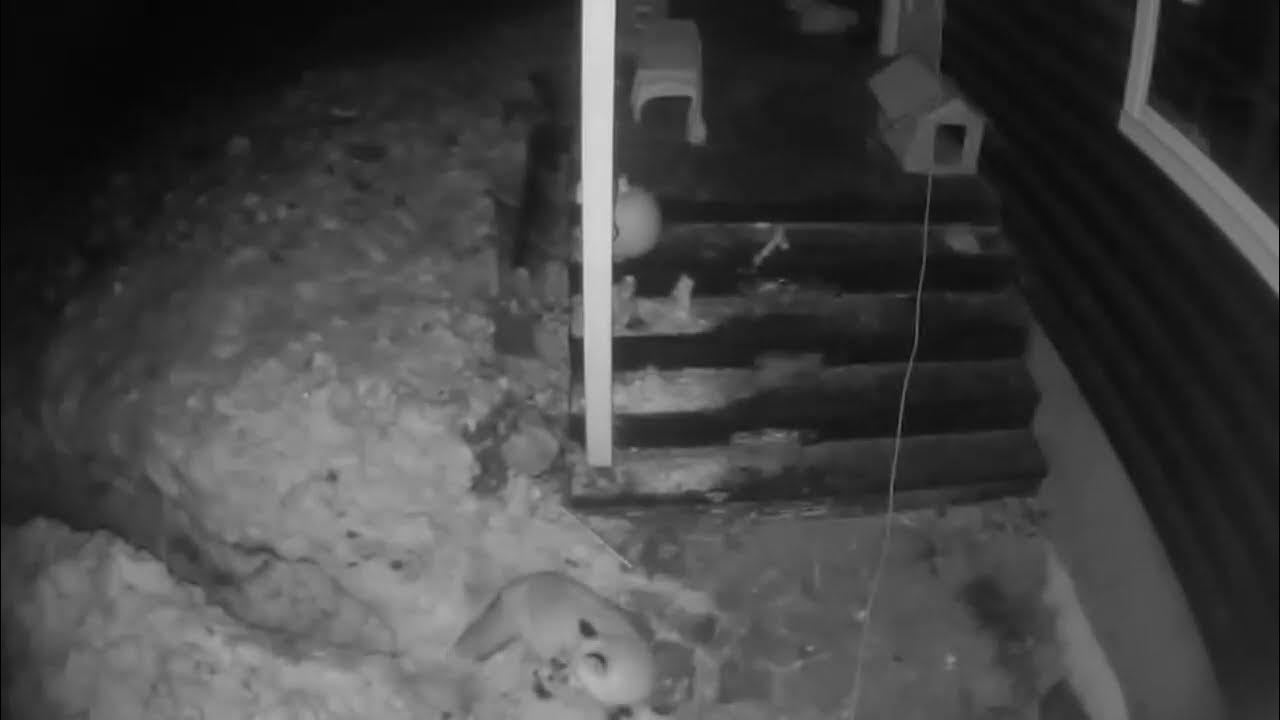 What keeps tripping my security alarm? YouTube