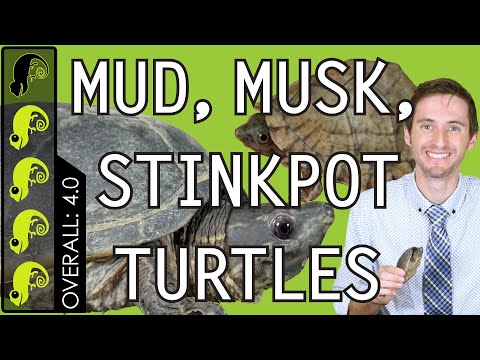Video: Ryska sköldpaddan