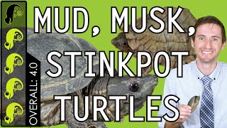 Mud, Musk, and Stinkpot Turtles, The Best Pet Turtles?