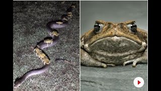 Cheeky Cane Toads Hitch lift On Python To Escape Storm Flooding
