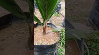 Penyiraman Bibit Sawit #shorts