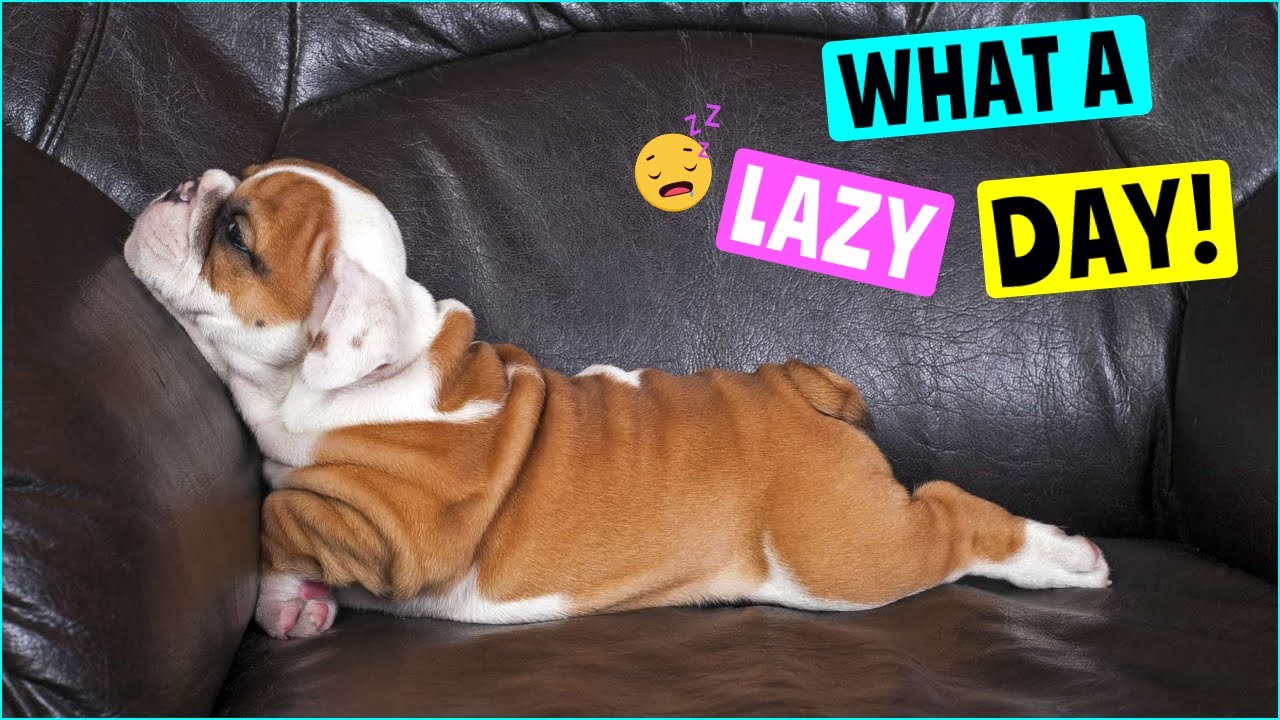 Try Not To Laugh 😂 At This Ultimate Funny Dogs 🐶 Video Compilation