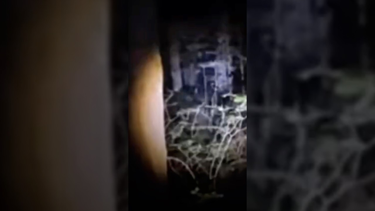 Собачий человек сидит рядом со мной в глухом лесу, один свет.