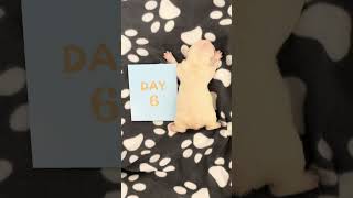 Baby frenchie from 1-10 days growth stages! #shorts #growth