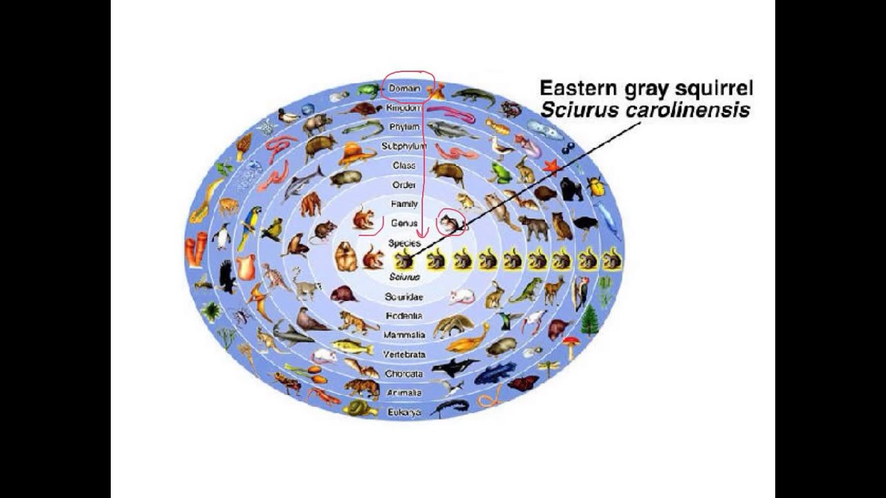 Classification Levels