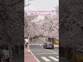 Cherry blossom scenes 🇰🇷🌸 #cherryblossom #korea #koreavlogs #kdrama #shortsfeed #shorts