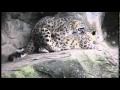 Mating snow leopards - Zoo Zürich