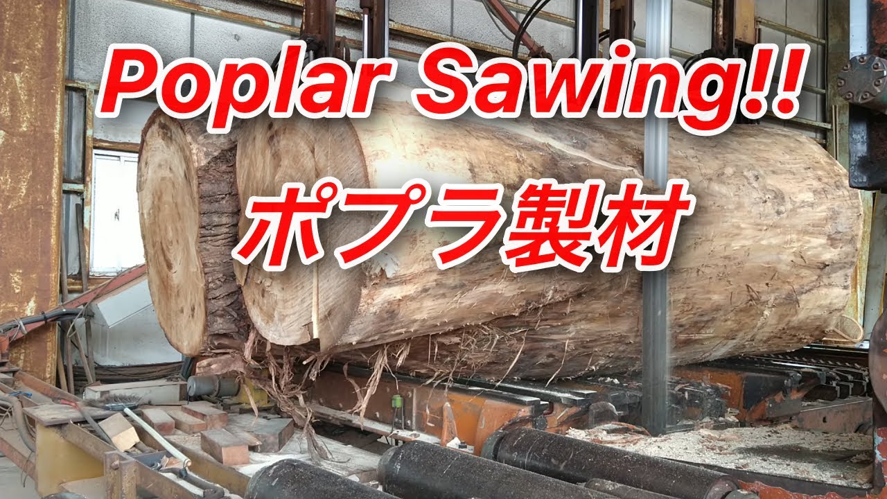 ポプラの製材動画です。poplar sawing!!
