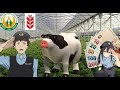 Alibaba'nın bir çiftliği vardı! (Japonca) - アリババはファームがあった ! (日本語)