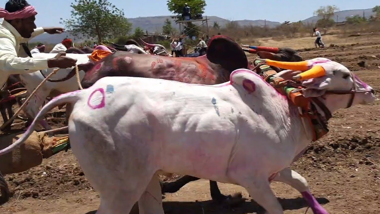 फुरसुंगी मैदान/ बैलगाडी शर्यत/ khillar cow