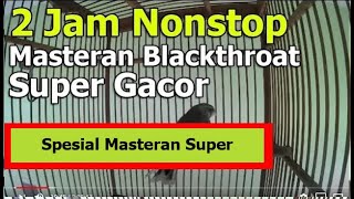 2 Jam Nonstop Full Masteran Blackthroat Super Gacor Bocor Dor