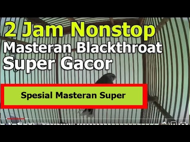 2 Jam Nonstop Full Masteran Blackthroat Super Gacor Bocor Dor class=