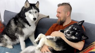 Hugging my Husky in Front of Another Dog! Cutest Video