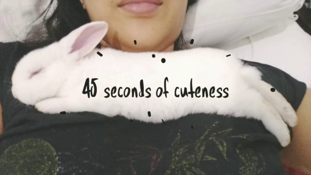 Incredibly cute baby bunny | Cute Animal | #ReniDaily