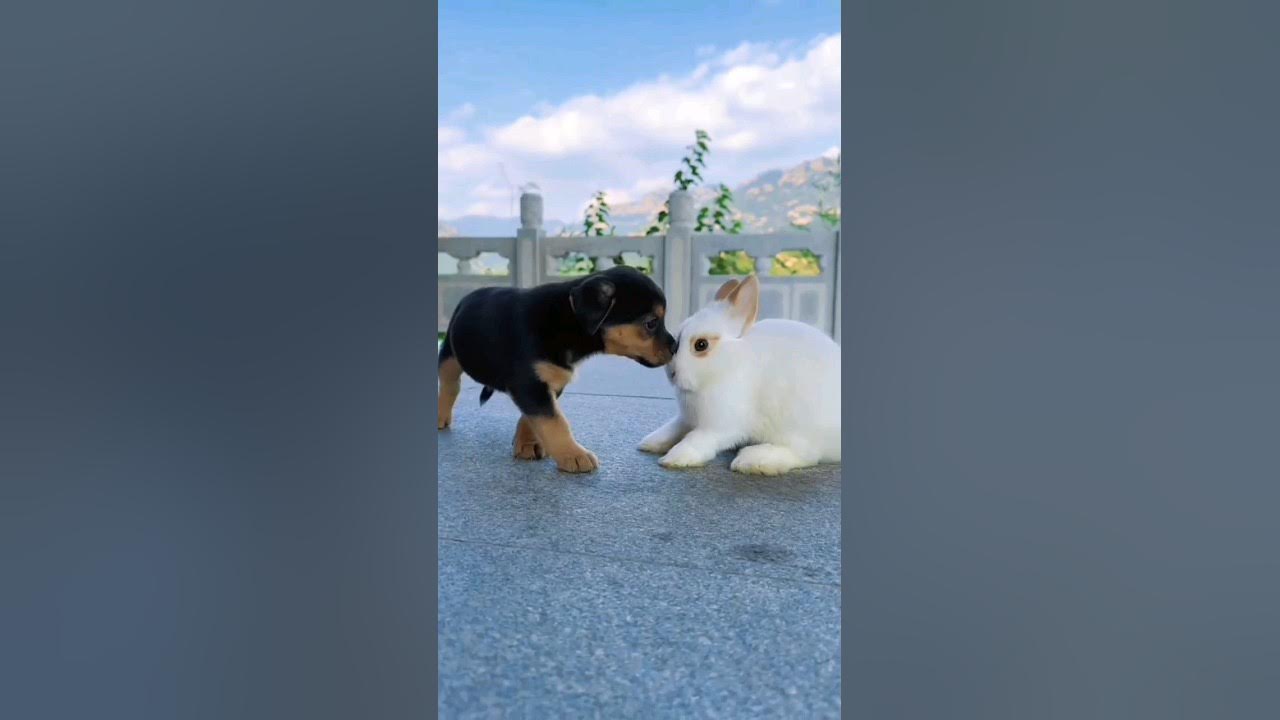 Rabbit And Dog Love Compatibility
