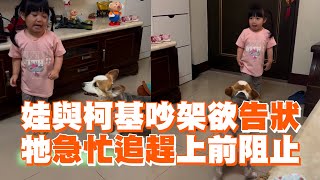 萌娃和柯基吵架想告狀牠急忙追趕上前阻止寵物動物生活精選影片