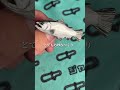 バンドメイドのルアーブローチが おカワ