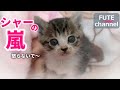 【生後20日目】激おこ子猫達の一斉放射。シャーの嵐です。最後におまけあり【保護子猫】