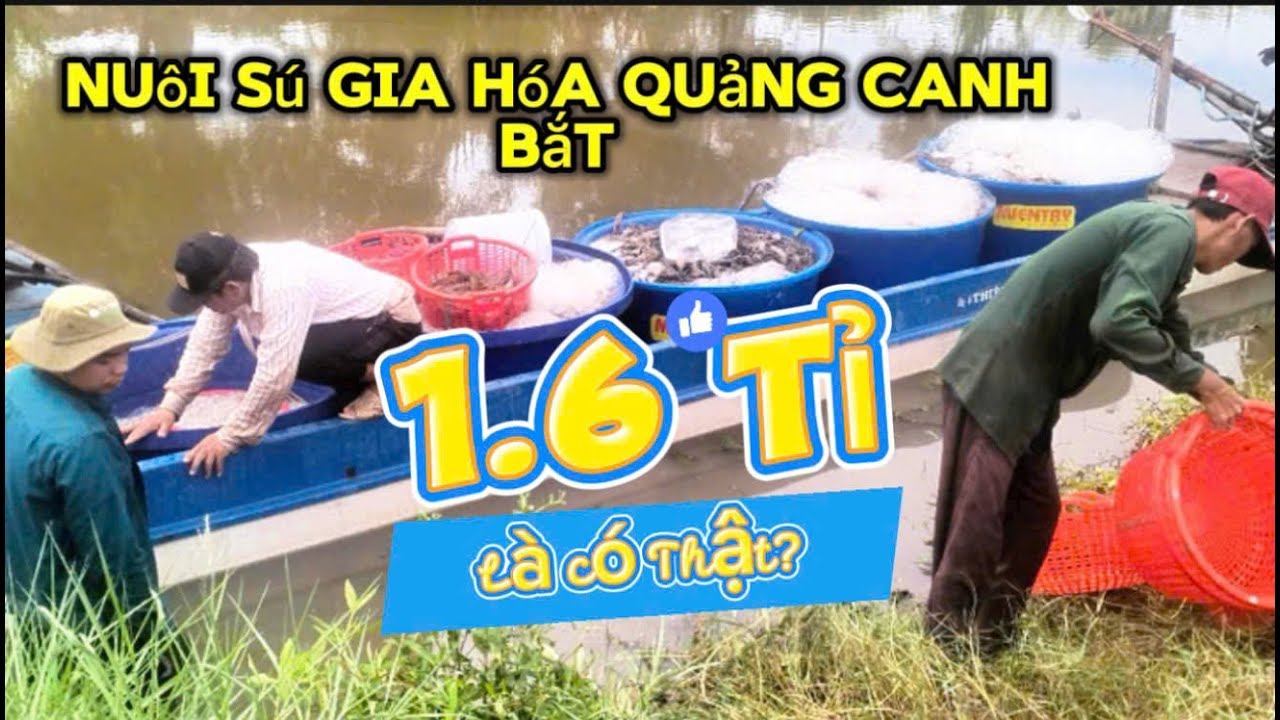 BÍ KIẾP NUÔI TÔM SÚ GIA HÓA SJC39 VỀ ZICE LỚN, MÔ HÌNH XÀI 2 LOẠI MEN ÍT THAY NƯỚC, LỢI NHUẬN CAO