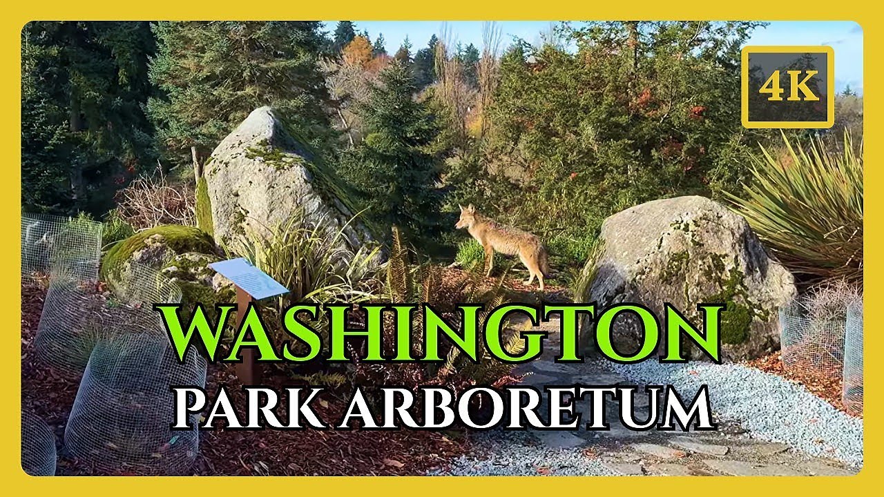 Washington Park Arboretum, Seattle 🇺🇸 | 4K Walking Tour