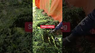 Making silage from Super Napier