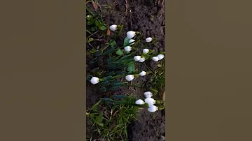 Подснежники распустились☺️☺️☺️!!!