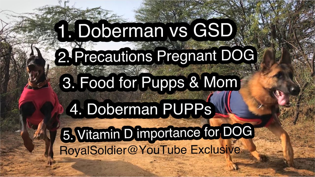 Doberman vs German Shepherd 🔥 Pregnant Dog Care 👼 Vitamins and Food for