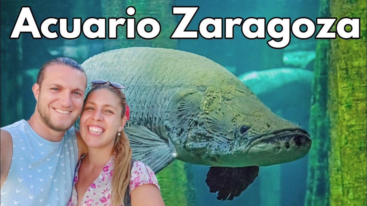 🔴 ACUARIO FLUVIAL Zaragoza: el más grande de Europa | Aragón - España ...