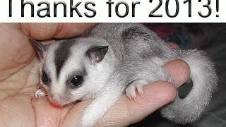 The Pet Glider Celebrates the Happy Homes and Sugar Gliders of 2013