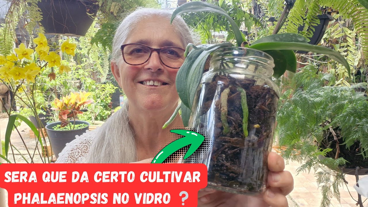 🟣RESULTADO DE REPLANTE DE PHALAENOPSIS NO VIDRO (REPLANTE DE ORQUIDEA NO POTE DE VIDRO