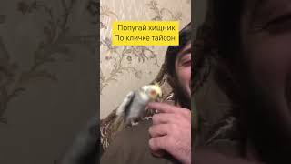 Попугай по кличке Тайсон #хищник#дерзкий#тип#