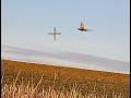 Broken Bones and Birds, 2020 Upland Hunting Wild Washington Pheasant and Quail, w/Shotkam