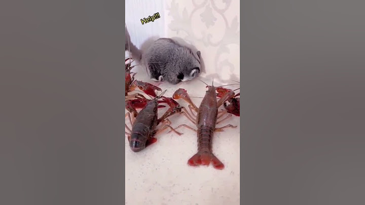 Sugar Glider  funny video
