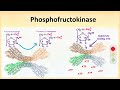 Phosphofructokinase