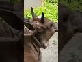 Jhon bny ga don #viral #funny #reels #viralshorts