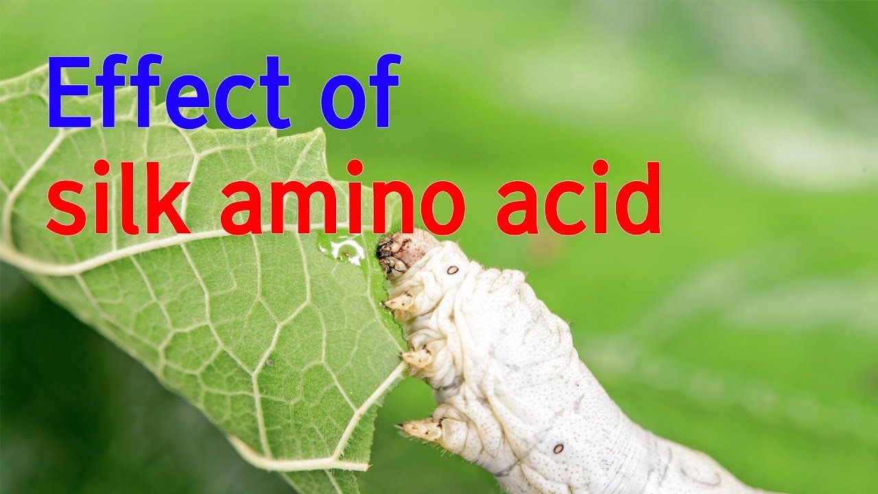 실크 아미노산 효과(effect of silk amino acid) YouTube