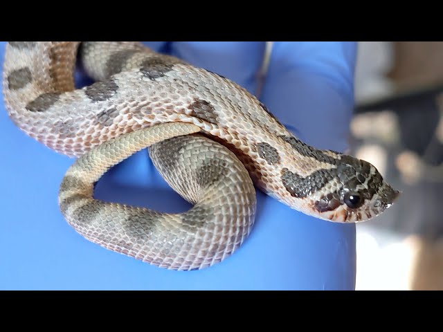 Why Do Hognose Snakes Play Dead? – Reptilinks