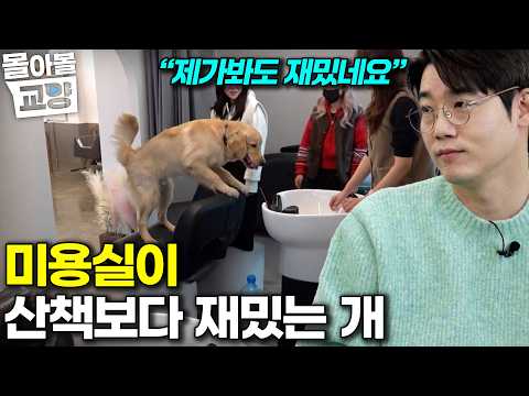 "너무 잘 놀아준 죄" 세상에서 미용실이 가장 재밌는 개가 나타났다 산책도 보호자도 <strong>필요</strong> <strong>없어</strong> 여기가 내 놀이터다 #몰아볼교양