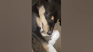 Funny Dog Cute Video Part 848 