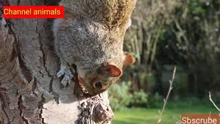 The quiet sound of the forest and squirrel #channel animals #animals screenshot 3