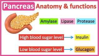 Pancreas anatomy & function🤔 | Easy learning video by Learn Easy Science 13,478 views 1 year ago 2 minutes, 25 seconds