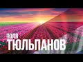 Поля тюльпанов в Нидерландах